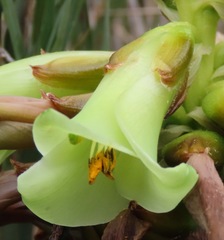 Puya laccata