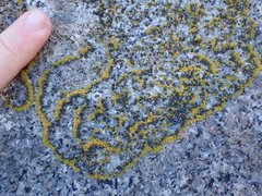 Polycauliona verruculifera