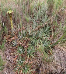 Puya laccata