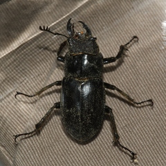 Lucanus placidus