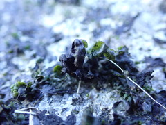 Prasiola borealis