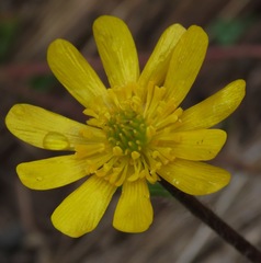 Ranunculus