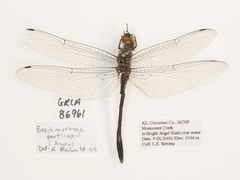 Brechmorhoga pertinax