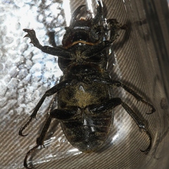 Lucanus placidus