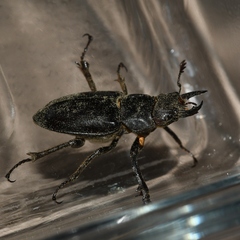 Lucanus placidus