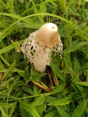 Phallus atrovolvatus