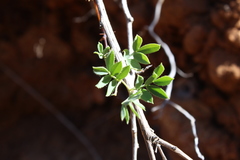 Adesmia denticulata