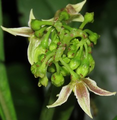 Solanum dimorphandrum