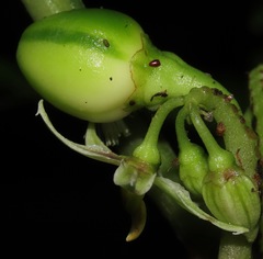 Solanum dimorphandrum