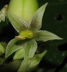 Solanum dimorphandrum