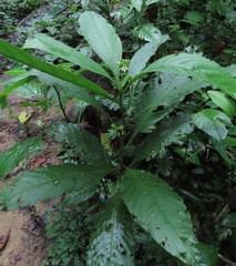 Solanum dimorphandrum