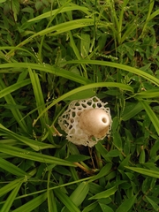 Phallus atrovolvatus