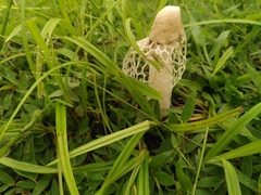 Phallus atrovolvatus