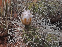 Tephrocactus alexanderi