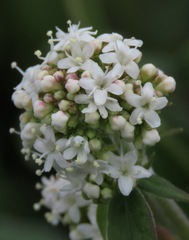 Valeriana