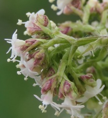 Valeriana