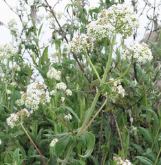 Valeriana