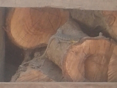 Liolaemus tenuis