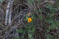 Adesmia denticulata