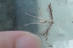 Pterophorus innotatalis