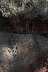 Adesmia denticulata