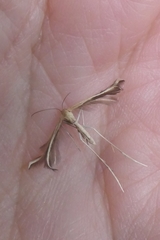 Pterophorus innotatalis