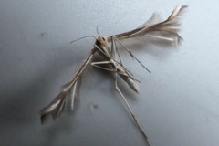 Pterophorus innotatalis