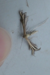 Pterophorus innotatalis