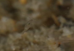 Neocopepoda