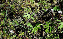 Lithophragma tenellum