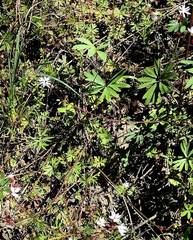 Lithophragma tenellum