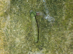 Nenia tridens