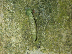 Nenia tridens