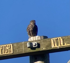 Falco columbarius suckleyi