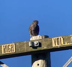 Falco columbarius suckleyi