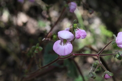 Calceolaria lanigera