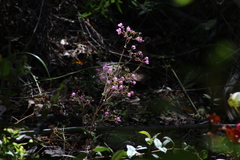Calceolaria lanigera