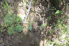 Calceolaria lanigera