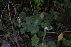 Calceolaria lanigera