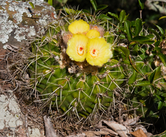 Parodia