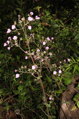 Calceolaria lanigera