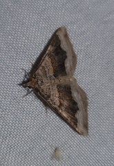 Scotopteryx coelinaria