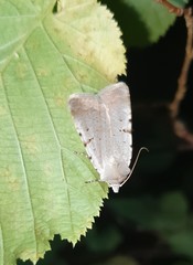Chersotis margaritacea