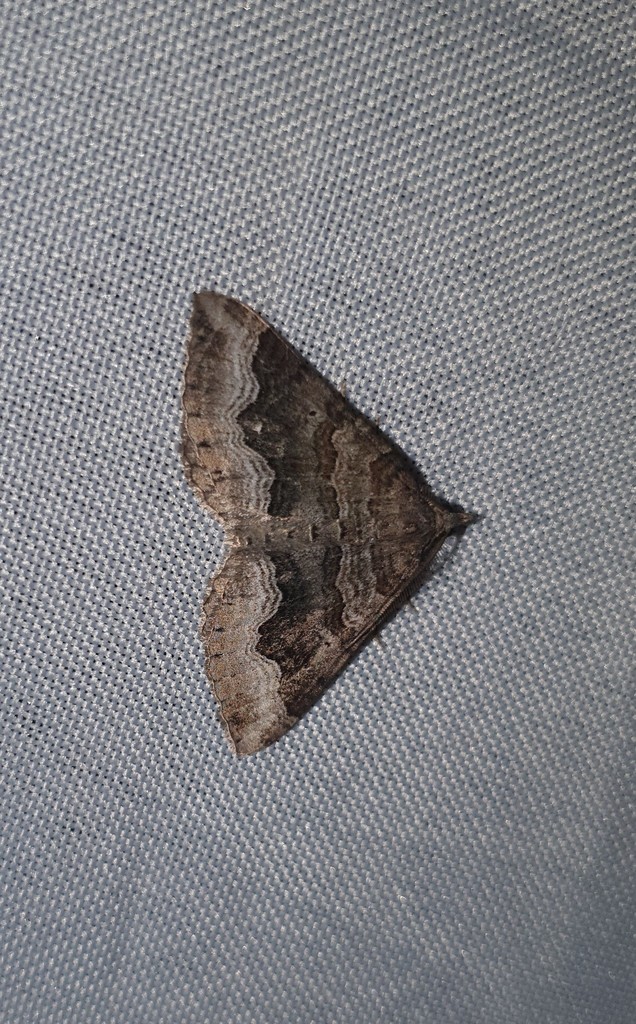 Scotopteryx coelinaria