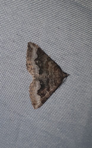 Ortholite des Pyrénées (L')