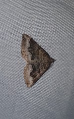 Scotopteryx coelinaria