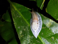 Peltella