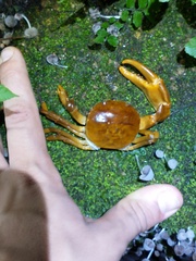 Trichodactylus fluviatilis