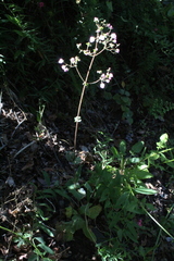 Calceolaria lanigera