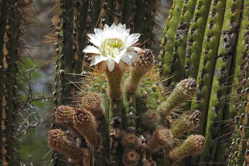 Cardon Cactus (Leucostele terscheckii)